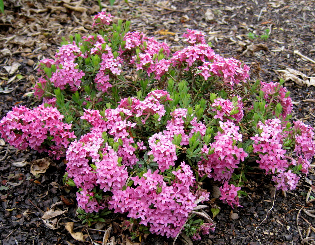 Daphne juliae